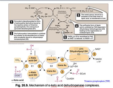 Alpha-Keto Acid Dehydrogenase Complexes Epub